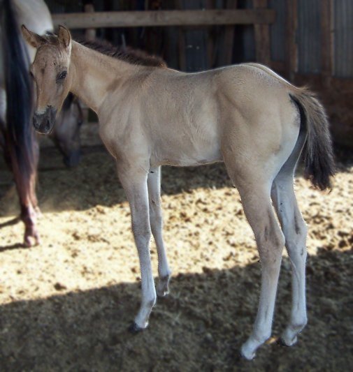 Sky Hi's mare's come to foal Peanut7-16-05leftlook