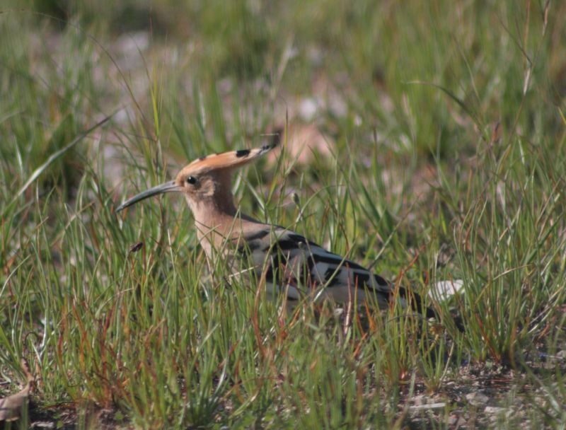 Poupa Sapal Corroios 14/11/2015 IMG_1605_crop