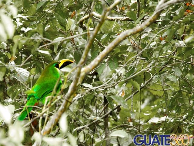 AVES DEL MUNDO... - Página 15 1_tucn