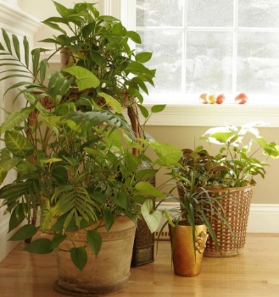 Siembra de Plantas Cuidadosdelasplntasdeinterior-3-400x426