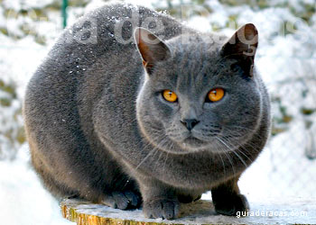 Loja de Gatos Chartreux