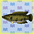 [Guía] Peces Animal Crossing New Leaf Peces_giant_snakehead