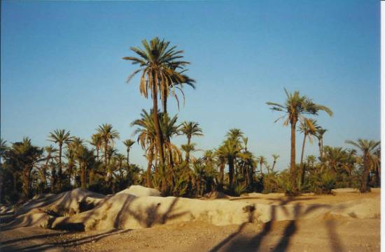 Photo Palmier-deserts-oasis-desert-maroc-