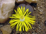 حجارات حية Lithops-flower