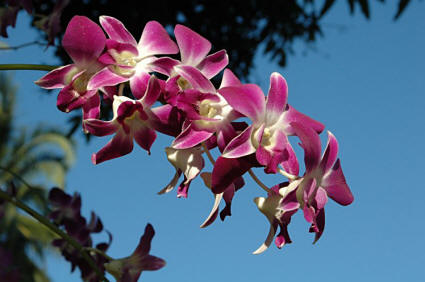 Les fleurs - Page 6 Thai_orchidee