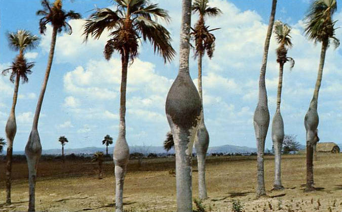 La tierra mas linda que ojos humanos han visto F2