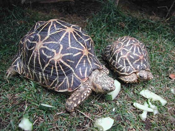 ficha Geochelone elegans. Geocheloneelegans