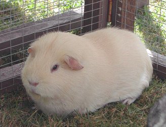 CÁC LOẠI GUINEA PIG ( chủng loại và màu sắc) History_bilbo