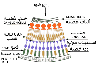 ما هو عُمى الألوان؟  E-colour1