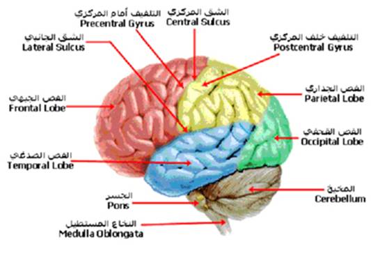 الجهاز العصبي A-cns%20%282%29