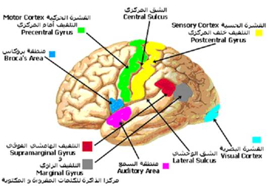 الجهاز العصبي A-cns%20%283%29