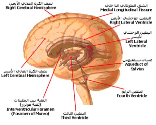 الجهاز العصبي A-cns%20%285%29