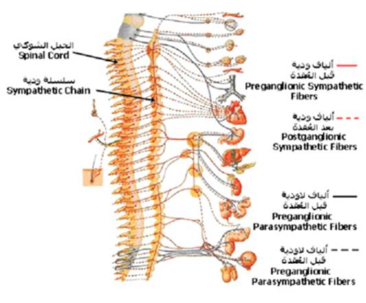 الجهاز العصبي A-cns%20%289%29