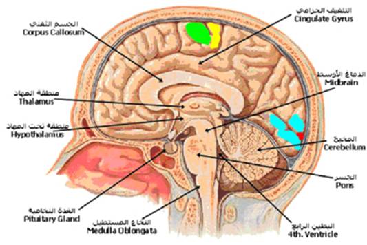 الجهاز العصبي A-cns%20(4)