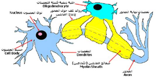 الجهاز العصبي A-cns