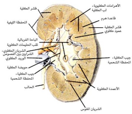 المتلازمات Syndromes -موضوع شامل  Nephrotic_Syndrome%20%284%29