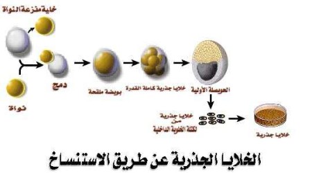 الخلايا الجذعية Stem cells Stem_cell_a%20(2)