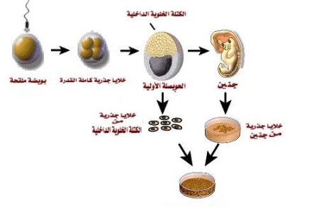 الخلايا الجذعية Stem cells Stem_cell_a%20(3)