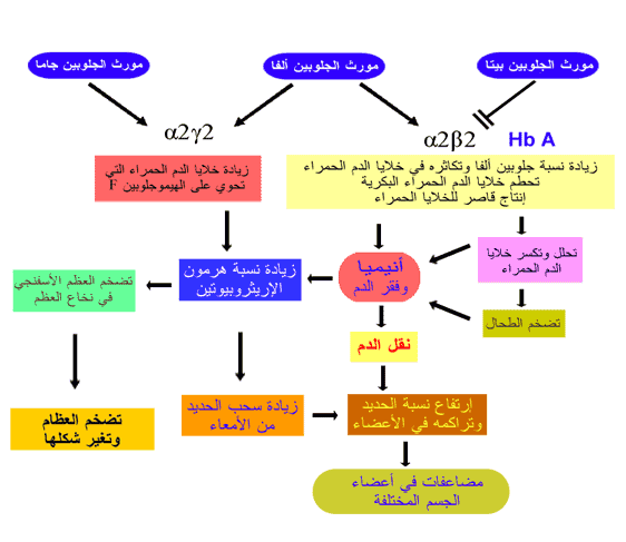 الثلاسيميا - فقر دم حوض البحر الأبيض المتوسط ThalBA%20%288%29