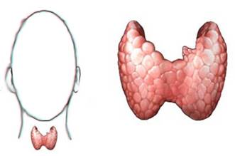 الغدة الدرقية وإضطراباتها Thyroid_A1