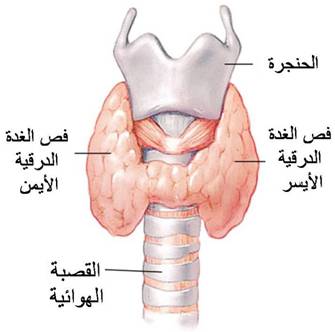 الغدة الدرقية وإضطراباتها Thyroid_A2