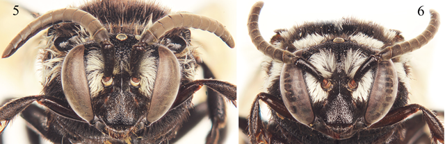 “Mordre jusqu’à la mort” telle est la devise des abeilles sans dard Image_thumb1