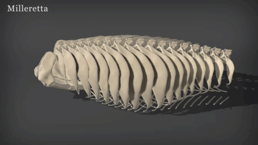 evolution de la carapace de la tortue Formation-capace-tortue2gurumed_thumb