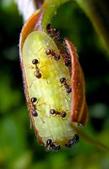 Des chenilles manipulent chimiquement des fourmis pour en faire leur garde du corps Arhopala-japonica-parasite-fourmis2_thumb