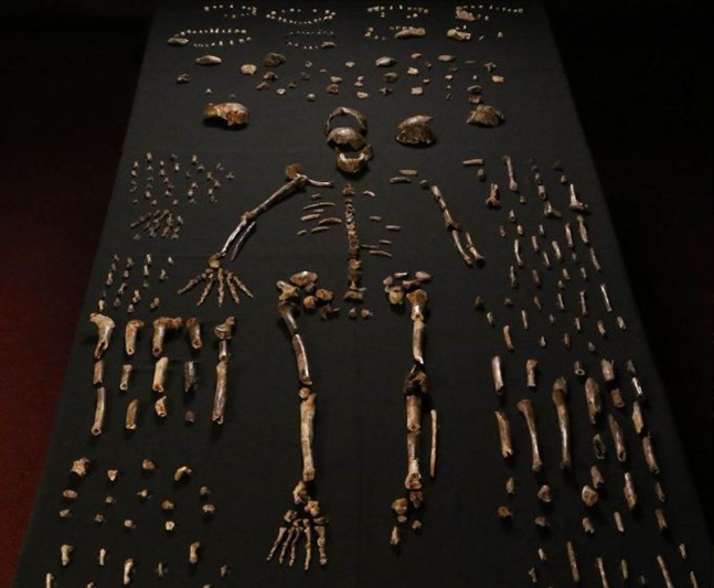 Voici l’Homo naledi, une nouvelle espèce d’ancêtre de l’humain découvert en Afrique du Sud Homo-naledi-os2_thumb