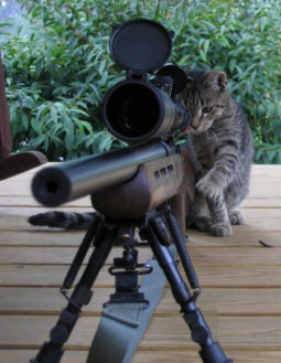 Funny Pictures... Cat_gun