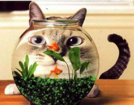 [Images]  Miaou - Page 3 Cats_goldfish