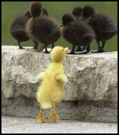 Black and yellow duckies - very cute Ducks_yellow_black