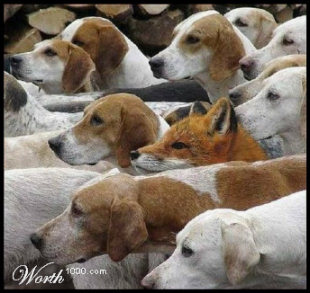 picture and meaning Foxindogs