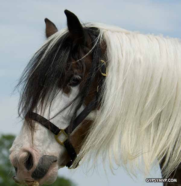 Gypsy Vanner Mares>>>> Bambi-032