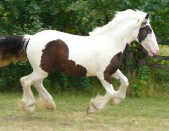 Large herd seeking mates (mares and studs) Clio3