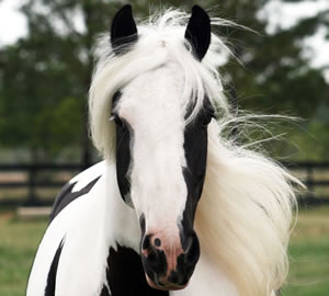 Gypsy Vanner Horse Breeding/Show Stable, Pick and Play JUN08_IMG_8061web