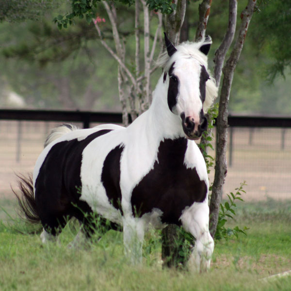 Gypsy Vanner Mares>>>> JUN_08IMG_8168web