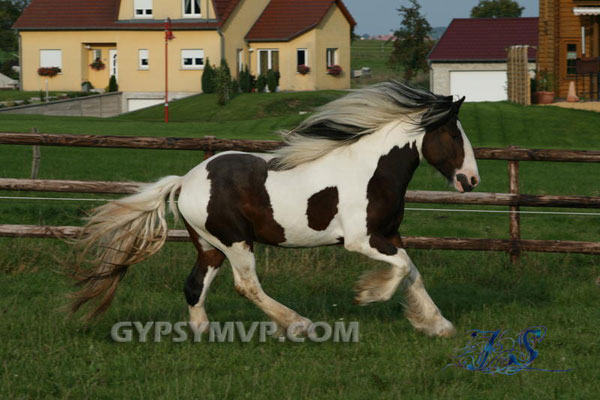 gypsy stallions Hutch_9864