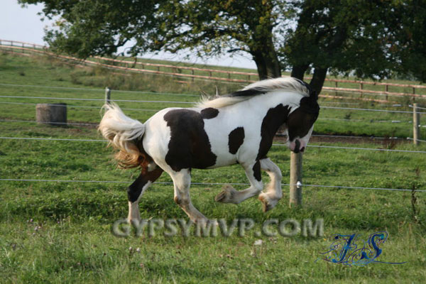 gypsy stallions Hutch_9903