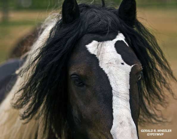 Large herd seeking mates (mares and studs) Gypsy-vanner-colt