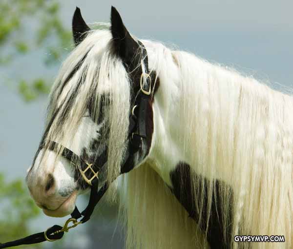 Gypsy Vanner Mares>>>> Party-Girl-022