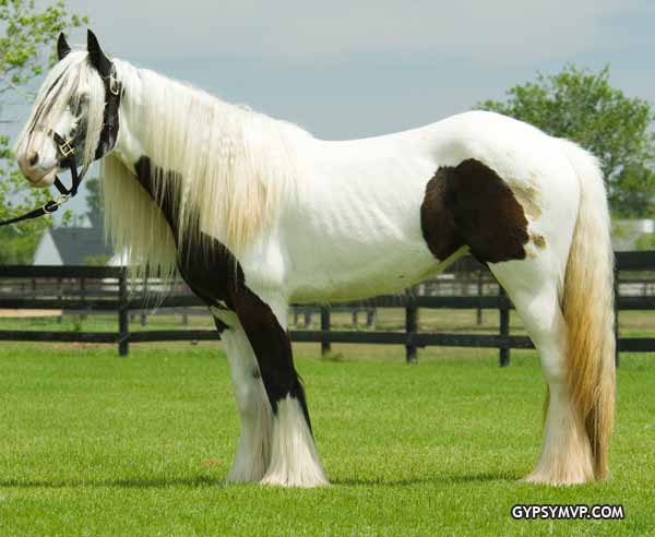 Gypsy Vanner Mares>>>> Party-Girl-023