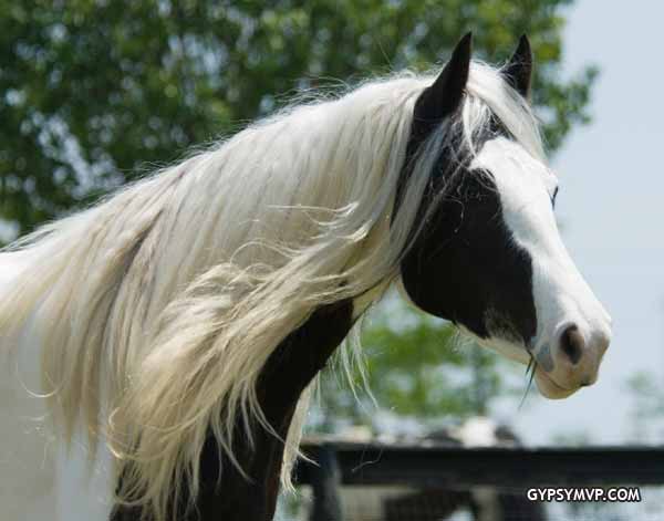 Gypsy Vanner Mares>>>> Party-Girl-038