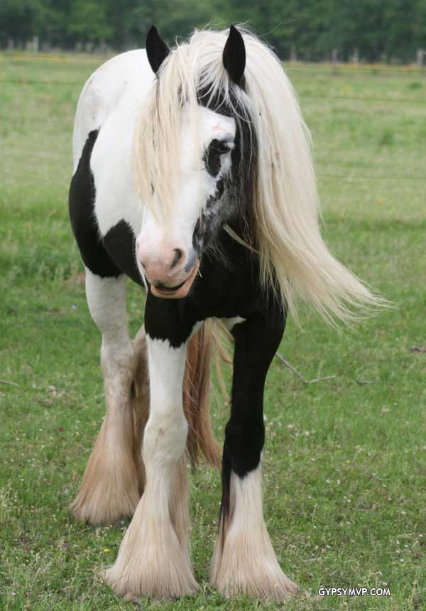 Gypsy Vanner Mares>>>> IMG_4137w