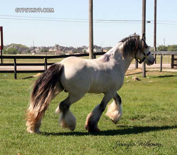 aide photo Buckskin-gypsy-vanner-9357