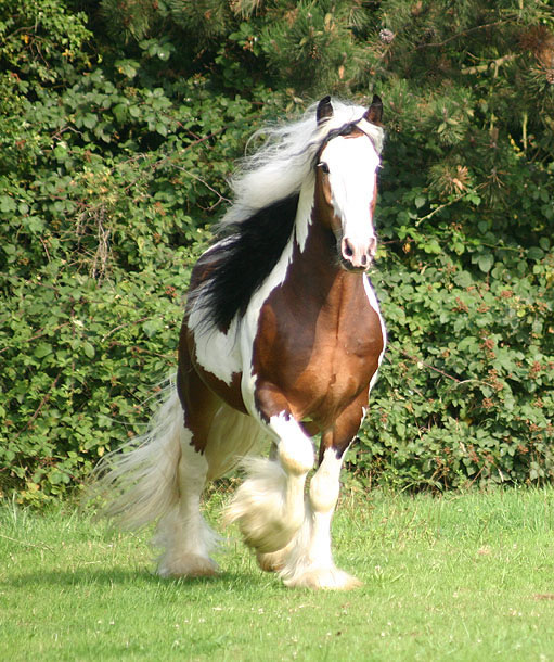 3 Gypsy Vanner Stallions 241_4178