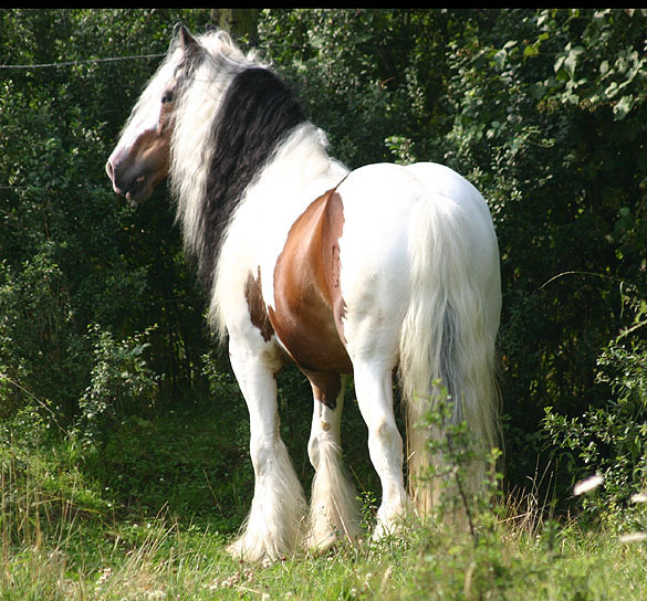 3 Gypsy Vanner Stallions 241_4195