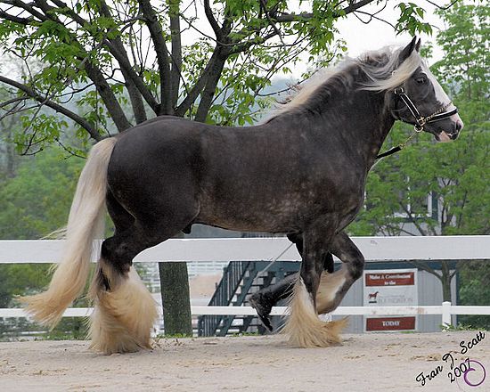 Two More Gypsy Vanner Stallions Royal_KY2007_R3