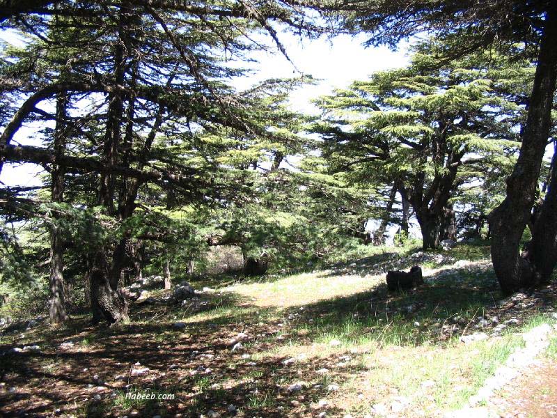 صور من لبنان... Barouk.chouf.cedar.45456501