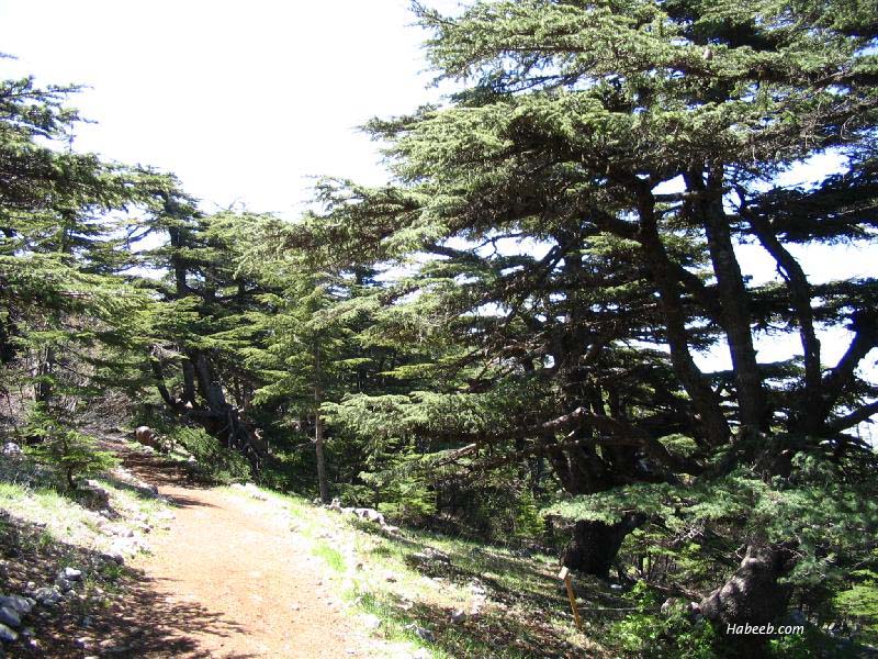 لبنان وجمالها الطبيعي والتاريخي Barouk.chouf.cedar.45456503